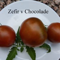 Zefir v Chocolade
